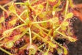 Spoon-leaf Sundew Drosera intermedia variety carnivorous plant with a rosette of flypaper traps Royalty Free Stock Photo